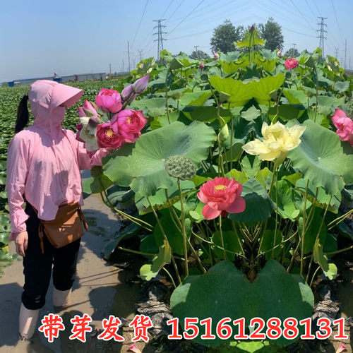 池塘大型观赏荷花苗种藕苗莲藕种苗盆栽荷花种根食用莲藕苗莲花苗 - 图0