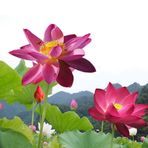 池塘大型观赏荷花苗种藕苗莲藕种苗盆栽荷花种根食用莲藕苗莲花苗 - 图3