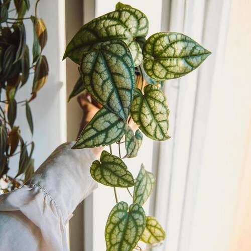 水晶胡椒    瑰丽胡椒  金属胡椒苗盆栽攀援垂吊阳台室内观叶植物 - 图1