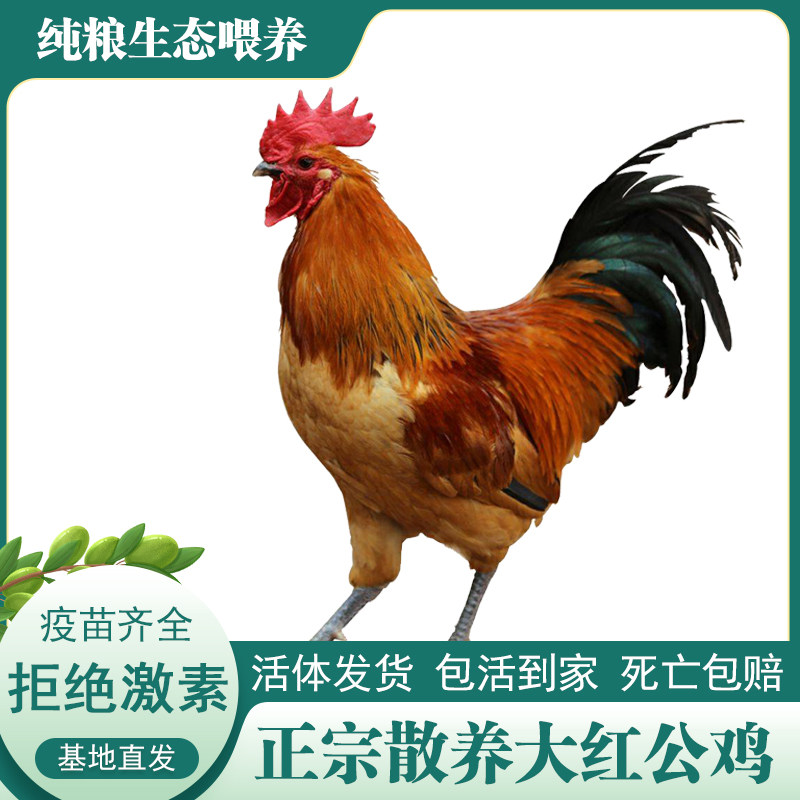 土鸡农家散养大红公鸡走地鸡柴公鸡笨鸡活鸡包活到家种鸡童子鸡,淘宝优惠券,粉丝福利购,淘宝优惠卷