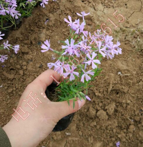 芝樱丛生福禄考小苗  芝樱花苗  多年生 盆栽 庭院  花海 别墅 - 图2