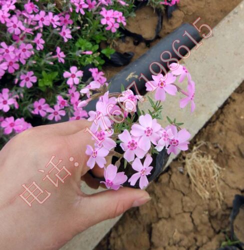 芝樱丛生福禄考小苗  芝樱花苗  多年生 盆栽 庭院  花海 别墅 - 图1