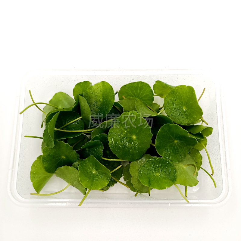 Coins-Grass Leaves(Hydrocotyle)铜钱草新鲜铜钱草叶新鲜旱金-图3