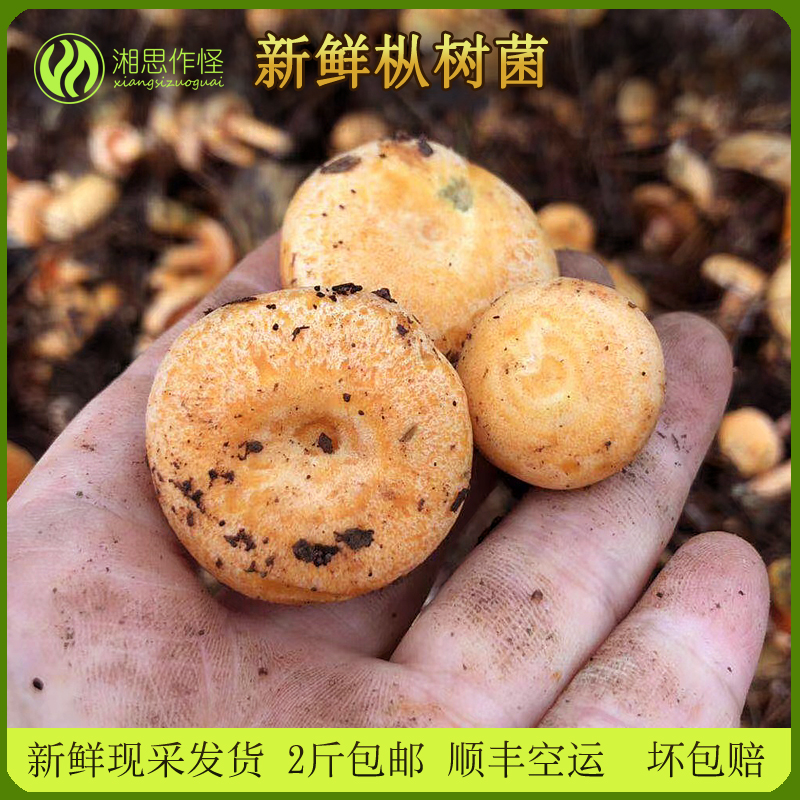 寒菌野生湖南枞树菌黄枞菌重阳菌三九菇寒菌雁鹅菌中小新鲜枞树菌 - 图1