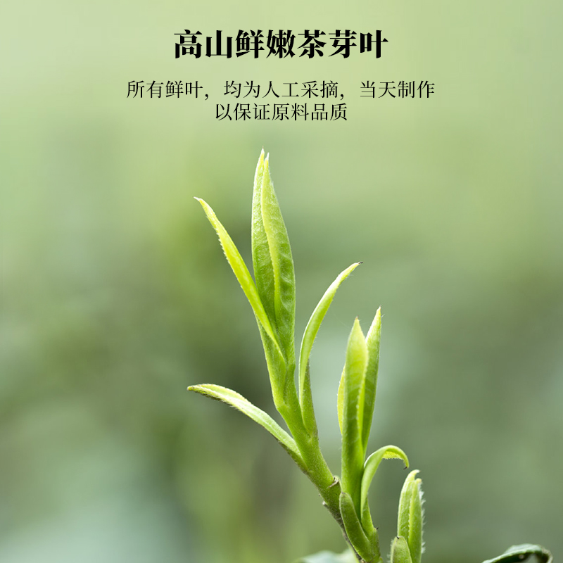 春茶上市文新信阳毛尖茶叶绿茶2024新茶明前特级嫩芽甄选简装200g-图0