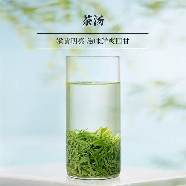 文新信阳毛尖明前品鉴茶盒装4g*2袋