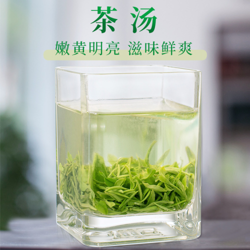 春茶上市文新信阳毛尖绿茶茶叶2024新茶明前特级嫩芽叶50g*2罐