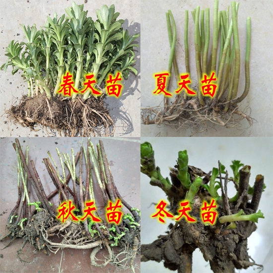 野生蔬菜新鲜景天三七救心菜苗高钙养心菜种苗费菜盆栽种苗按斤称 - 图3