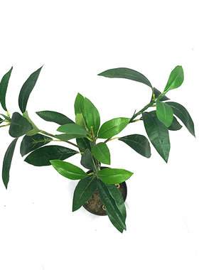 新品仿真植物树枝叶假桂花树叶紫荆木叶绿植灌木装饰摆件厂家直销