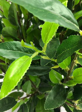 仿真茶花植物假树叶小盆栽盆景白茶叶红绿茶舞台道具装饰摆设直销