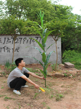 仿真植物玉米叶果树绿