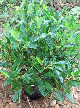 新品高仿真茶花假树叶盆栽盆景毛尖茶叶红茶绿茶搭配装饰摆设直销