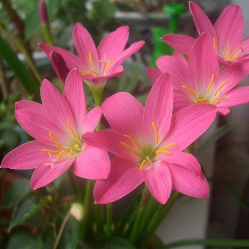 葱莲葱兰风雨兰种球韭菜兰绿植桌面盆栽四季花卉庭院花坛植物花 - 图2