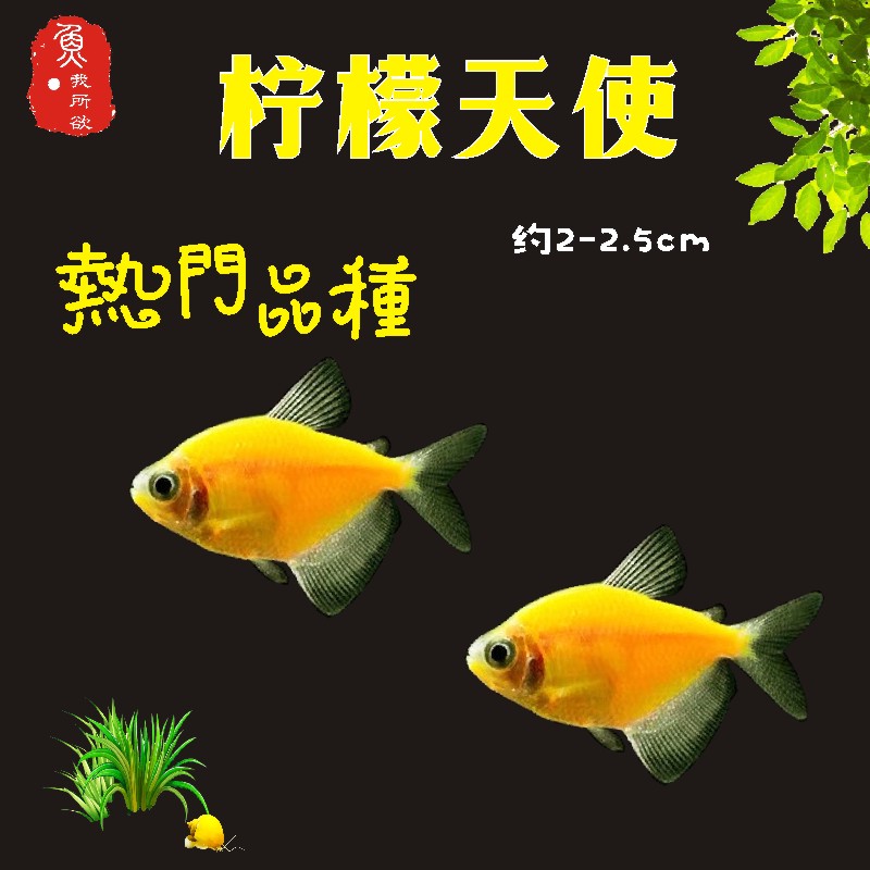 七彩荧光天使鱼套餐柠檬青苹果热带鱼观赏鱼活鱼水族淡水小型鱼 - 图1