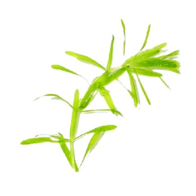 水草植物草缸造景蜈蚣水草金鱼藻水草包邮淡水冷水草缸造景水草 虎窝淘