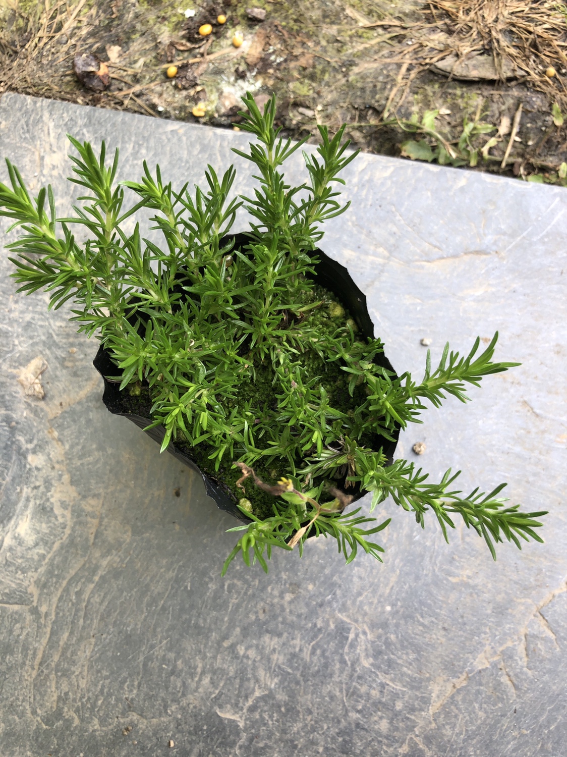 芝樱花苗地被丛生福禄考多年生花期长荐新款八品园艺花圃草本花卉-图1