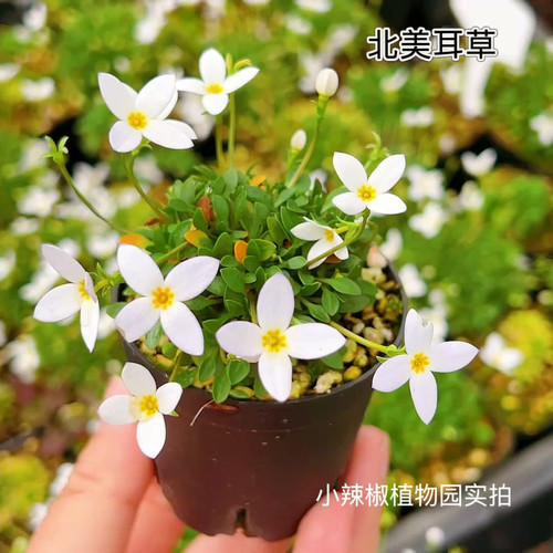 山野草北美耳草蓝花耳草迷你微型植物蓝紫花雏草好养花期长 - 图0