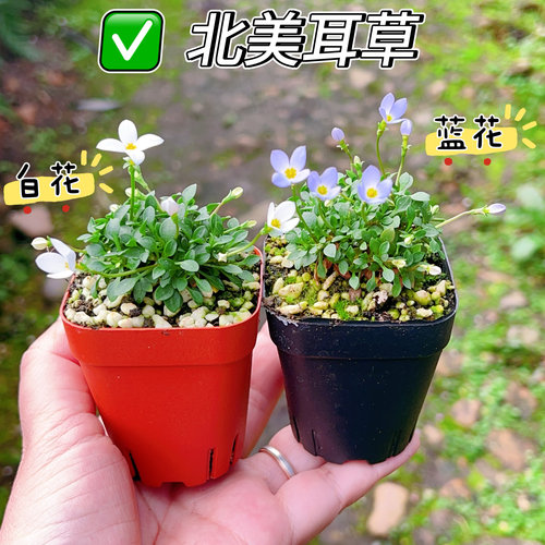 山野草北美耳草蓝花耳草迷你微型植物蓝紫花雏草好养花期长 - 图3