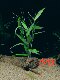 Living series of landscaping aquatic plants planting