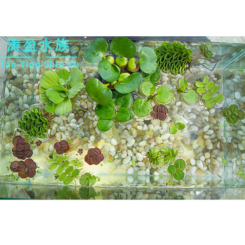 肚兜浮萍 浮性水草 水培 鱼缸造景 微景活体植物 - 图3
