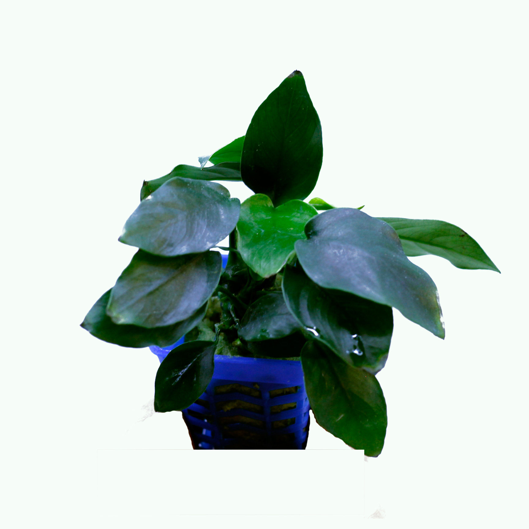 鱼缸水草植物真草淡水活体造景套餐有茎类绿菊红宫廷无土中后景草 友缘水族馆 淘优券