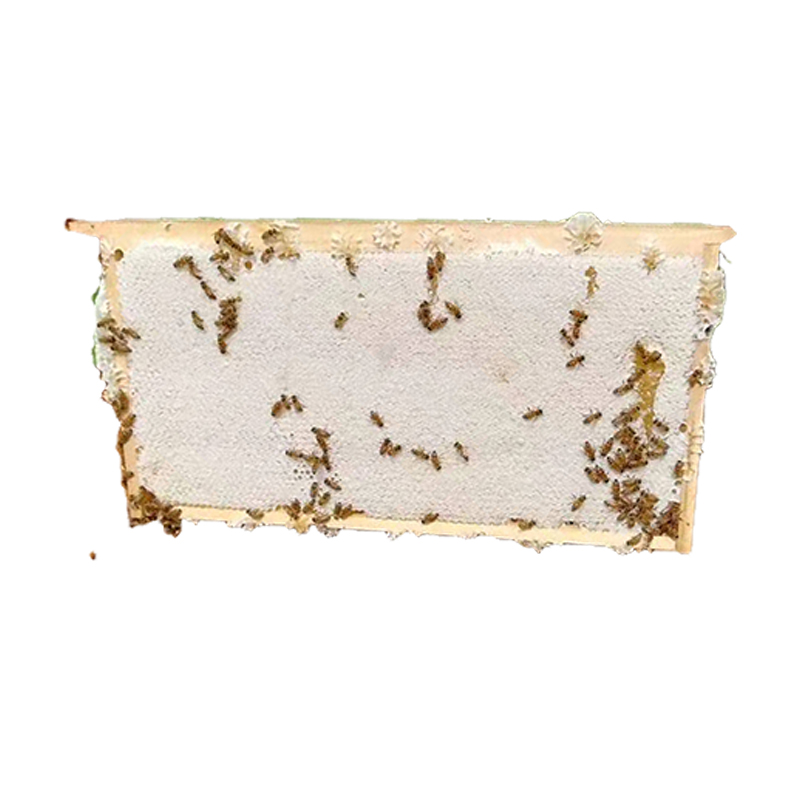 蜂巢蜜 整张大块蜜脾大块蜂巢老巢脾喂蜜蜂繁殖饲养原框蜜脾礼盒 - 图3
