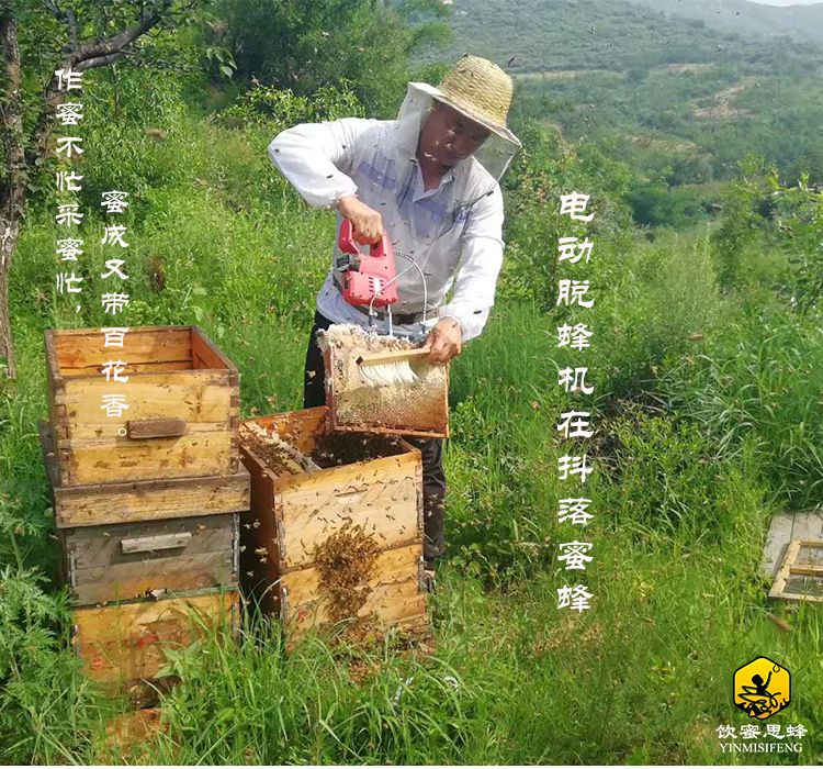 蜂巢蜜 整张大块蜜脾大块蜂巢老巢脾喂蜜蜂繁殖饲养原框蜜脾礼盒 - 图2