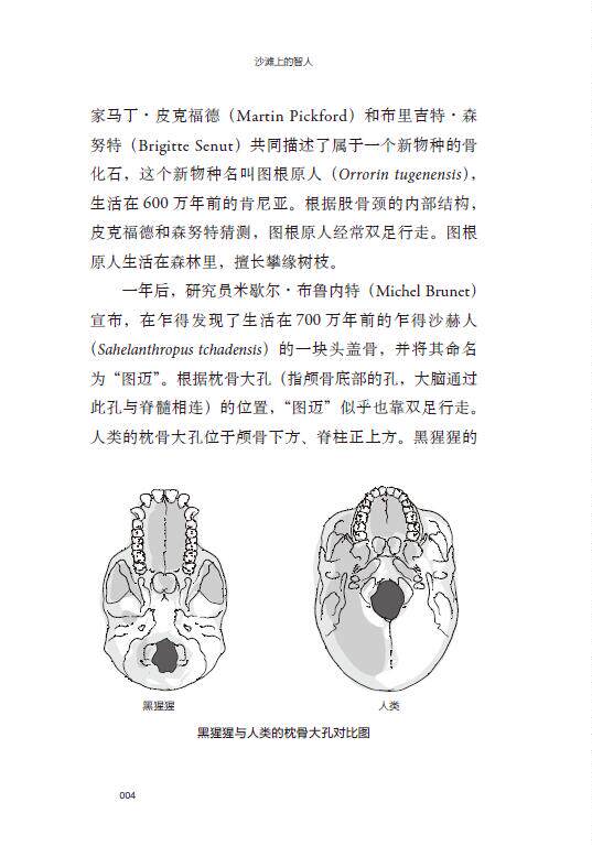 沙滩上的智人 带着人类演化史去度假 人类起源 人猿 基因突变 原始人类 智人 伊甸园 石器时代 中信出版社 正版图书