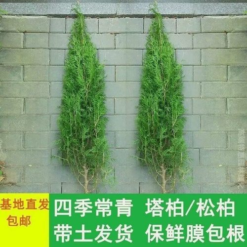 塔柏树苗松树苗侧柏树苗宝塔松柏树苗松柏树苗侧柏树苗四季常青树 - 图1