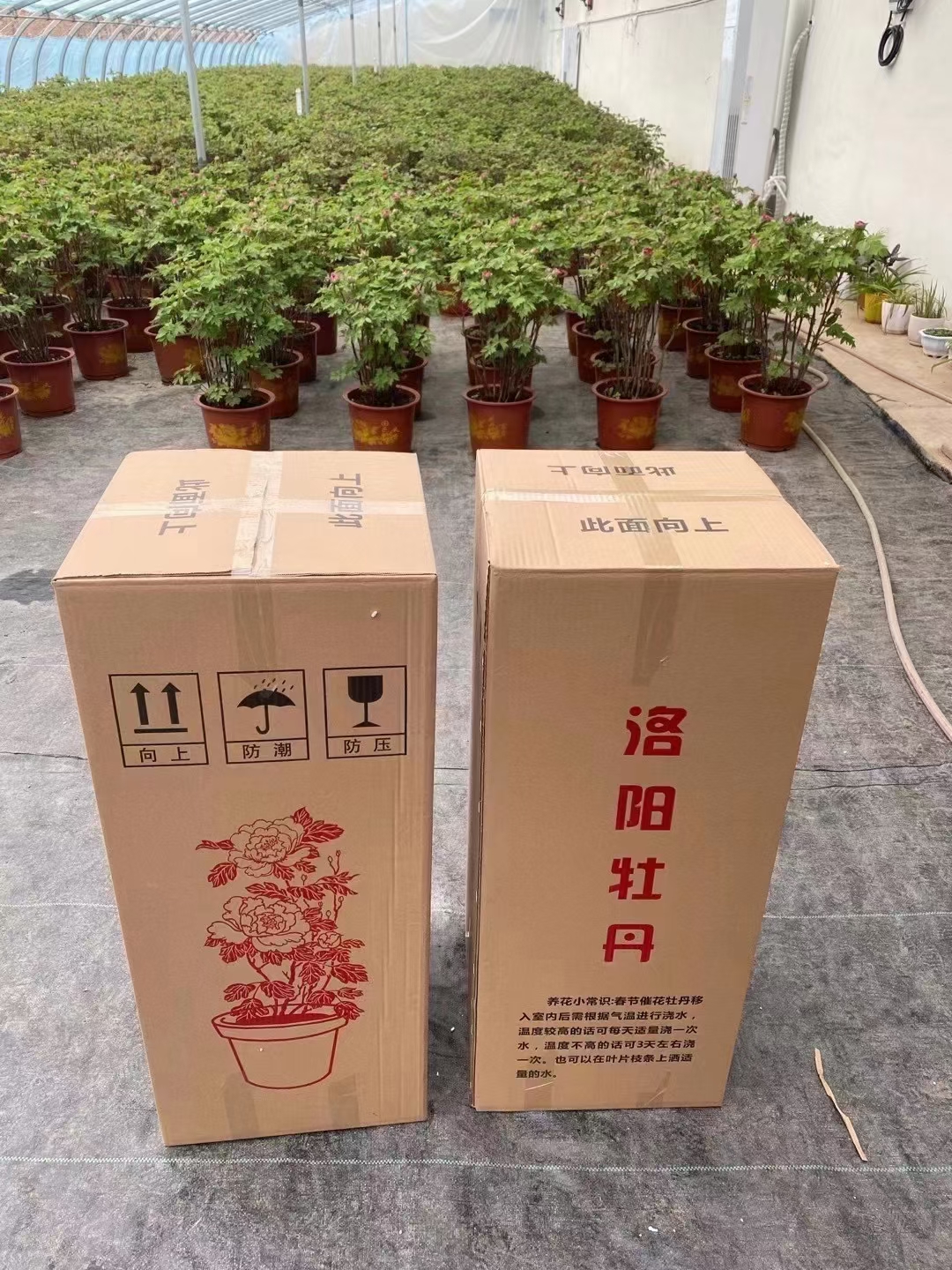 【擎天粉】洛阳精品牡丹花苗大棵重瓣大花包对版现挖现发包邮发货