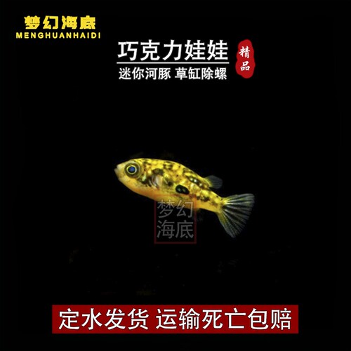 巧克力娃娃鱼观赏鱼除螺高手除蜗牛活体河豚潜水艇鱼小型热带鱼 - 图2