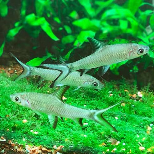 银鲨鱼粉红鲨鱼彩虹鲨粉红鲨热带淡水观赏鲨清洁工具鱼可混养包邮 - 图1