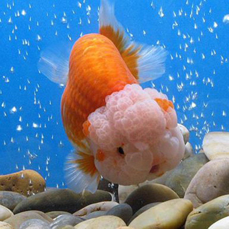 不加温冷水鱼观赏鱼淡水鱼活体金鱼好养耐活鱼苗兰寿锦鲤金鱼活鱼 - 图2