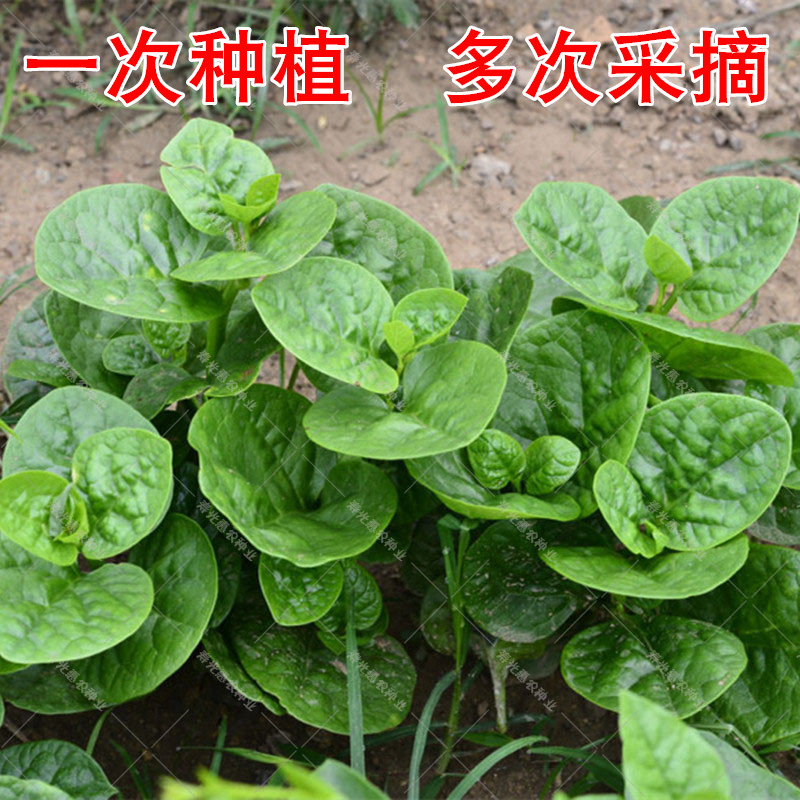 大叶木耳菜种孑夏秋季播种小青菜种籽阳台易种四季蔬菜种子大全 - 图1