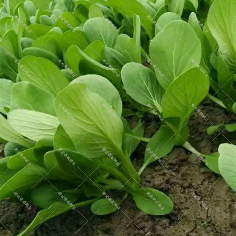 上海青菜种籽夏天种的秋季农家高产小油菜籽四季种子阳台蔬菜种孑-图2