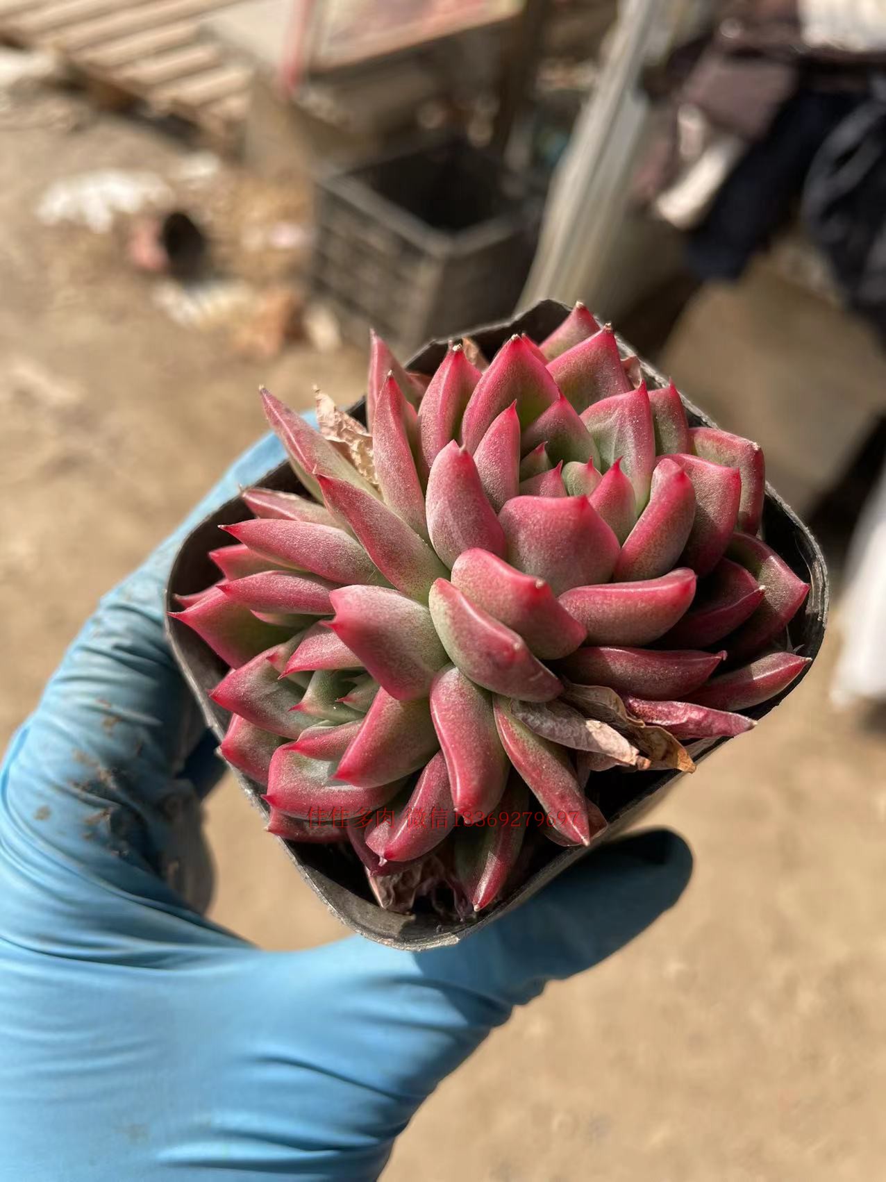 弗洛瑞安娜多肉植物莲花座美观稀有进口植物防辐射办公桌面盆栽 - 图1