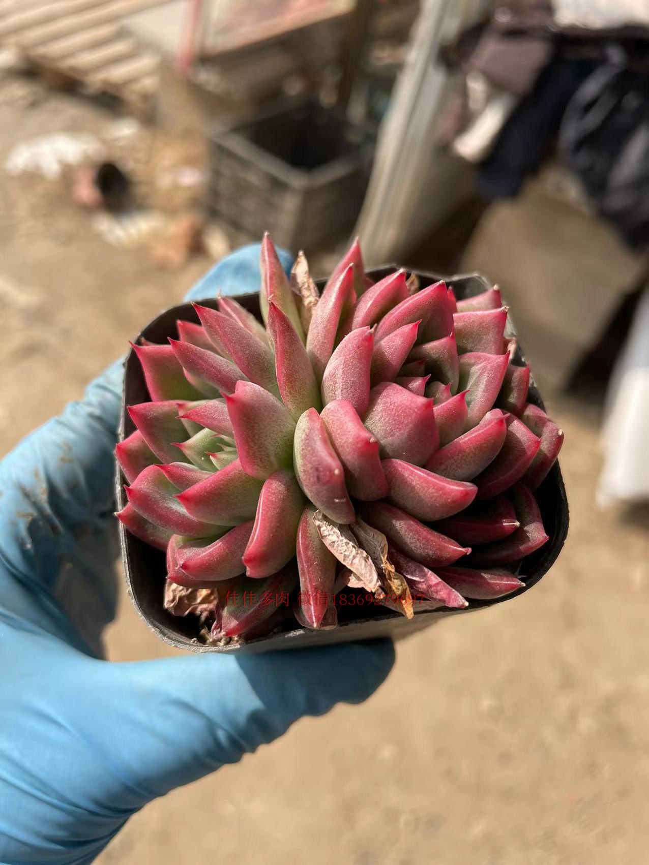 弗洛瑞安娜多肉植物莲花座美观稀有进口植物防辐射办公桌面盆栽 - 图0