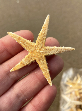 天然海星标本DIY微景观造景