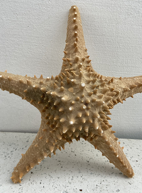 天然海星标本拍摄道具婚庆装饰品