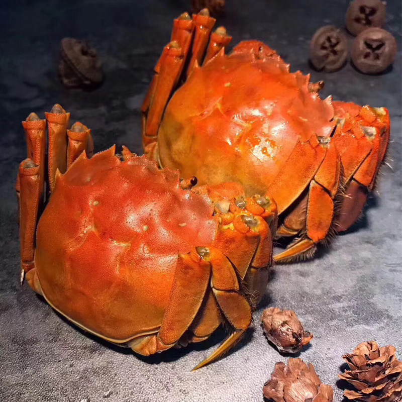 活蟹现货特大大闸蟹8只10只特大鲜活全母蟹螃蟹礼盒苏州官方旗舰,淘宝优惠券,粉丝福利购,淘宝优惠卷