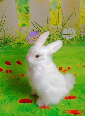 兔子可爱风森林系摄影道具摆件