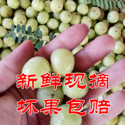 新鲜油甘果牛甘果余甘果油柑子果滇橄榄果油甘子余甘子果现摘包邮 - 图2