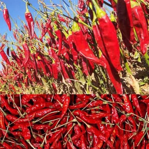 香辣朝天椒小米椒魔鬼椒干辣椒超辣红辣椒段辣椒面 - 图3