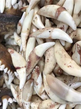 儿童手链情侣狼牙吊坠