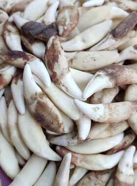 手工编织销售黑狗牙吊坠灵牙阁