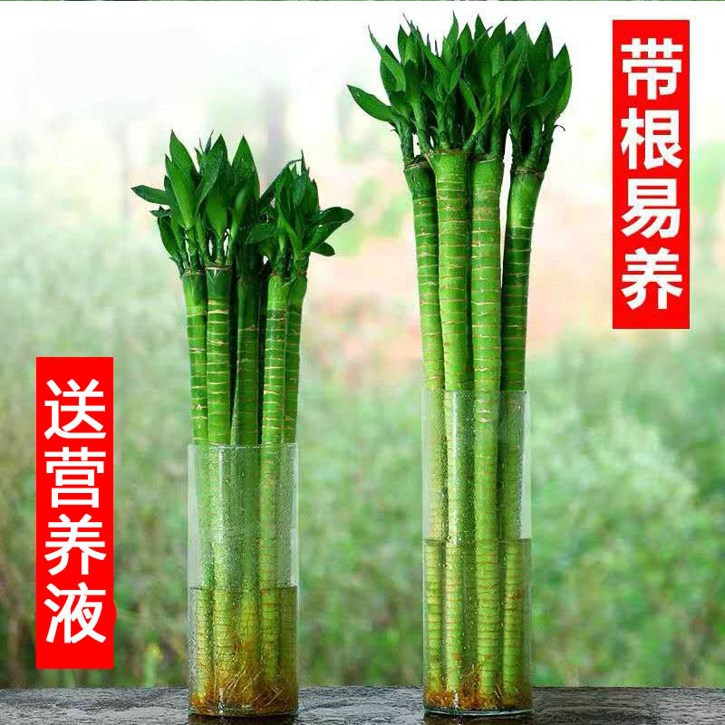 带根文昌竹龙竹富贵竹观音竹转运竹植物水养客厅室内盆栽水培绿植_虎窝淘