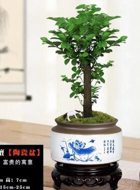 四季常青盆景黑古茶盆栽好养紫檀