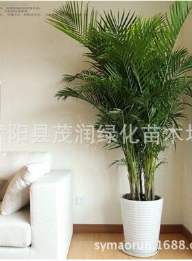 凤尾竹盆栽凤尾竹观叶绿植办公室