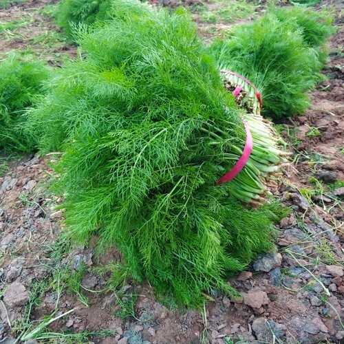 小茴香菜新鲜包邮荤香菜茴香苗大茴香菜新鲜蔬菜包饺子现割不带根 - 图1