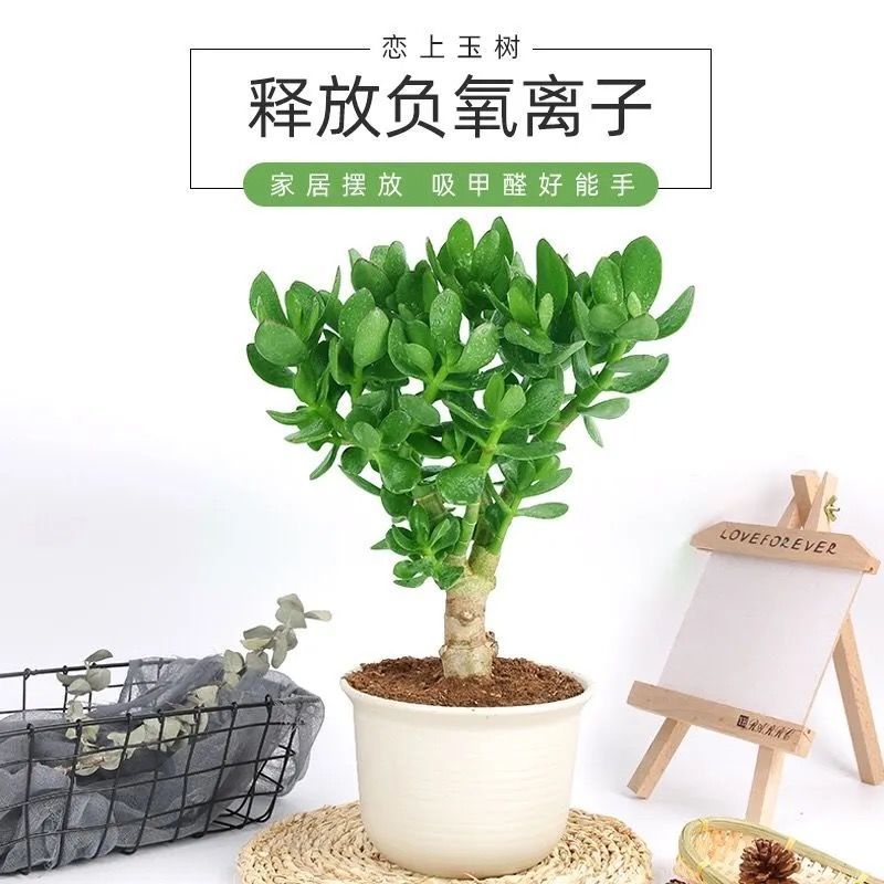 玉树盆栽苗老桩小叶红玉树花植物多肉燕子掌室内客厅绿植花卉包邮 - 图1